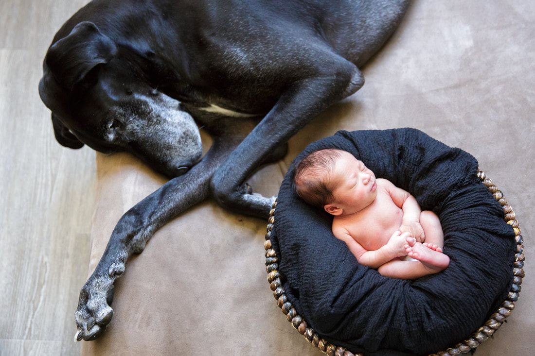 Newborn baby and dog Picture, San Francisco, Albena Ilieva Photography